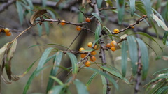 Hippophae