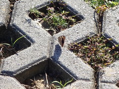 Junonia orithya orithya