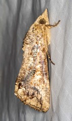 Hypocala deflorata