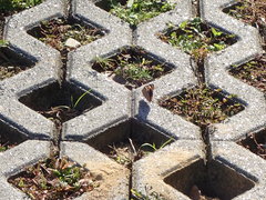 Junonia orithya orithya