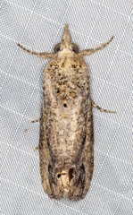 Hypocala deflorata