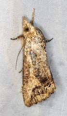 Hypocala deflorata