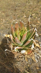 Aloe macroclada image