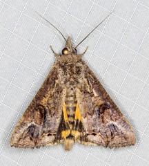 Hypocala deflorata