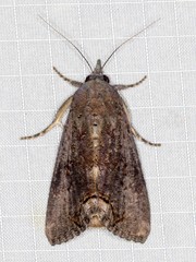 Hypocala deflorata