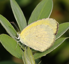 Eurema brigitta rubella