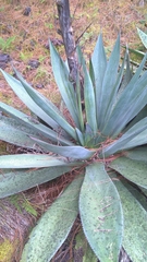Agave obscura
