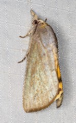 Hypocala guttiventris