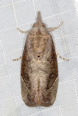 Hypocala guttiventris
