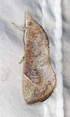 Hypocala guttiventris