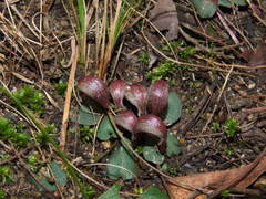Corybas aconitiflorus