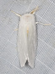 Euzora collucens