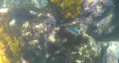 Abudefduf whitleyi