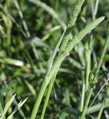 Phalaris angusta