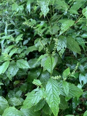 Achyranthes bidentata