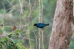 Hylopsar purpureiceps