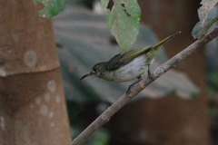 Cyanomitra olivacea