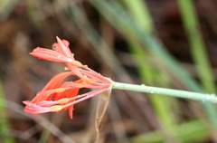 Cyrtanthus brachyscyphus