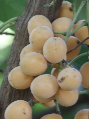 Fibraurea tinctoria