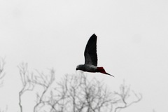 Psittacus erithacus erithacus