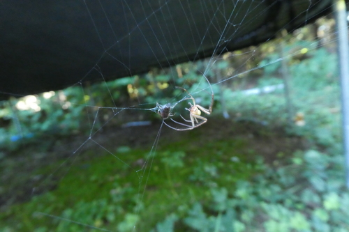 Eurasian Armoured Long-jawed Spider photo 5