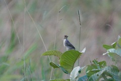 Cisticola anonymus