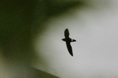 Telacanthura ussheri