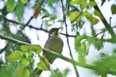 Trochalopteron variegatum