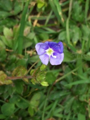 Veronica filiformis