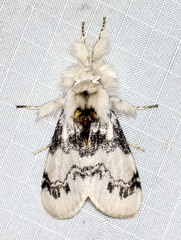 Iropoca rotundata