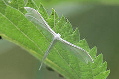 Pterophorus pentadactyla