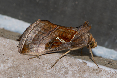 Erythroplusia pyropia