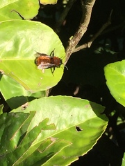 Andrena fulva