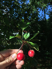 Malus floribunda