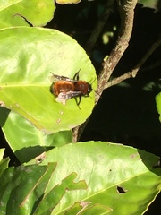 Andrena fulva