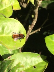 Andrena fulva