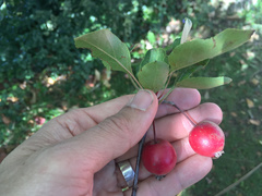 Malus floribunda