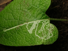 Phytomyza lappae