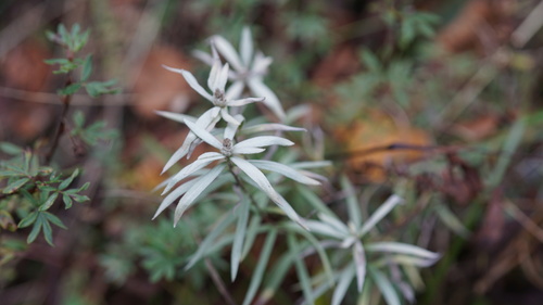Leontopodium haplophylloides