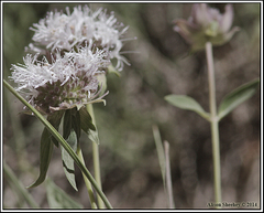 Monardella odoratissima pallida