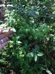 Eccremocarpus scaber