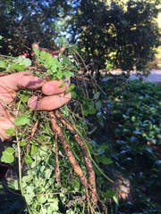 Eccremocarpus scaber