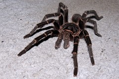 Acanthoscurria