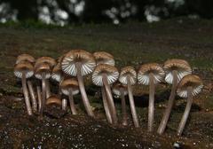 Mycena mulawaestris