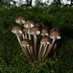 Mycena mulawaestris