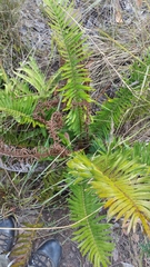 Blechnum punctulatum