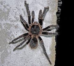 Acanthoscurria