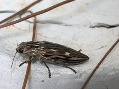 Chalcophora georgiana