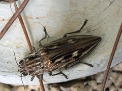 Chalcophora georgiana