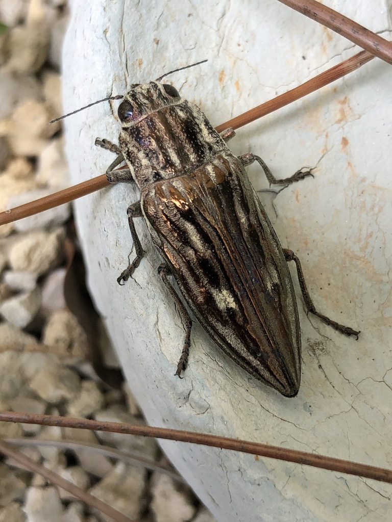 Southern Sculptured Pine Borer